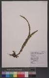 Lycopodium hamiltonii Spring ֤۪Q