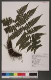 Cornopteris decurrenti-alatum (Hook.) Nakai s