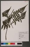 Cornopteris decurrenti-alatum (Hook.) Nakai s