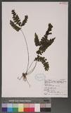 Adiantum diaphanum Blume 長尾鐵線蕨