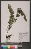 Asplenium cheilosorum Kunze ex Mett. (ճ)K