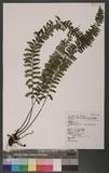 Asplenium cheilosorum Kunze ex Mett. (ճ)K