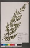 Asplenium pseudolaserpitiifolium Chint K