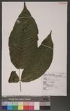 Tectaria trifolia (v. A. v. R.) C. Chr. nTe