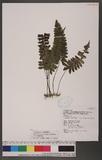 Asplenium subnormale Copeland ȥͪK