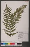 Asplenium wrightii Eaton ܤK