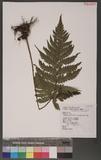 Tectaria kusukusensis (Hayata)Lellinger hTe