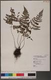 Acystopteris tenuisecta (Blume)Tagawa ʬ`N