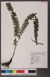 Asplenium normale Don ͪK