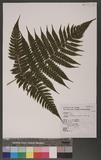 Pleocnemia submembranacea (Hayata)Tagawa &K.Iwats. п