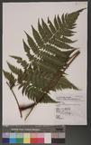Pleocnemia submembranacea (Hayata)Tagawa &K.Iwats. п