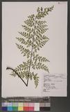 Asplenium neolaserpitiifolium Tardieu et Ching j¬`K