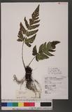 Ctenitopsis fuscipes (Wall.) C. Chr. ex Tard. Blot & C. Chr. ̪Fؤ