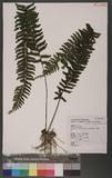 Asplenium cheilosorum Kunze ex Mett. ճK