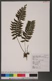 Asplenium obscurum Blume `ŸK