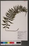 Asplenium obscurum Blume `ŸK