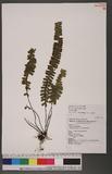 Asplenium normale Don ͪK