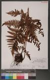 Pleocnenia submembranacea (Hayata) Tagawa&K.Iwats. п