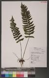 Asplenium obscurum Blume `ŸK