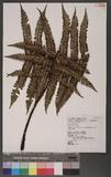 Dryopsis apiciflora (Wall.ex Mett) Holttum&Edwards nؤ