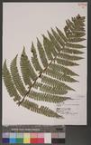 Dryopsis apiciflora (Wall.ex Mett) Holttum&Edwards nؤ
