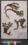 Lycopodium serratum Thunb.