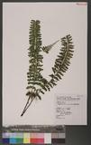 Asplenium cheilosorum Kunze ex Mett. ճK