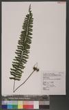 Asplenium cheilosorum Kunze ex Mett. ճK