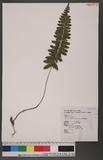 Asplenium subnormale Copeland ȥͪK