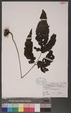 Tectaria phaeocaulis (Rosenst.) C. Chr. DߤTe