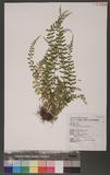 Asplenium incisum Thunb. YK