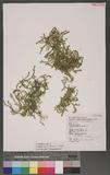 Selaginella matsuensis Kuo f