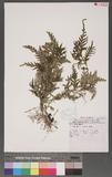 Selaginella delicatula (Desv.) Alston tf