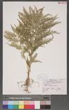 Selaginella delicatula (Desv.) Alston tf