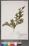 Selaginella doederleinii Hieron. ͮڨf