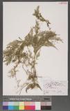 Selaginella delicatula (Desv.) Alston tf