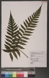 Pleocnemia submembranacea (Hayata) Tagawa & K. Iwats. п