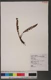 Woodsia polystichoides Eaton 