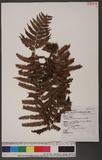 Lunathyrium pycnosorum (Christ) Koidz. ȿ\