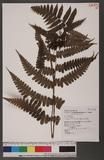 Cornopteris decurrenti-alatum (Hook.) Nakai s