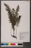 Asplenium cataractarum Rosenst. K