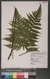 Pleocnemia submembranacea (Hayata) Tagawa & K. Iwats. Lc