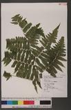 Dryopteris virescens Kunze \