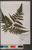 Dryopteris virescens Kunze \