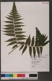 Dryopteris virescens Kunze \