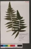 Dryopteris virescens Kunze \