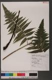 Dryopteris virescens Kunze \