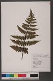 Cornopteris decurrenti-alatum (Hook.) Nakai s