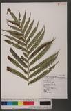 Blechnum orientale L. Q