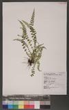 Asplenium incisum Thunb. YK